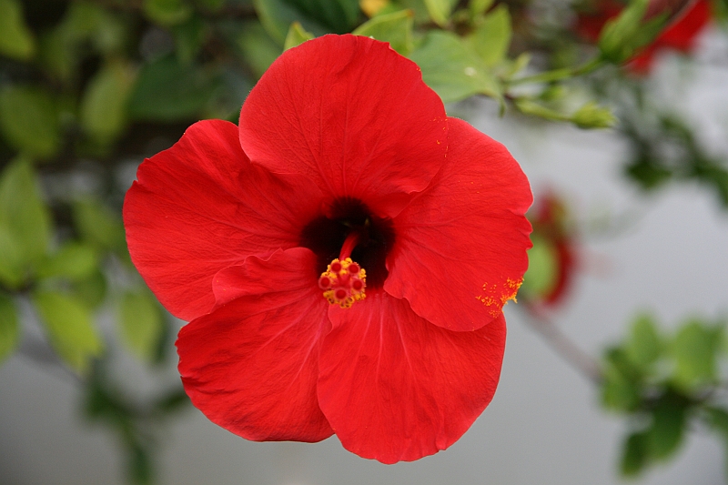 Kanary_2010 058